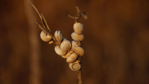 Close-up of snail shells on twig