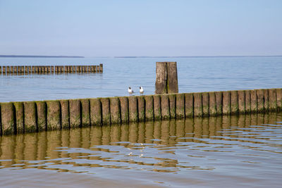 Seagulls on wooden post in sea against clear sky
