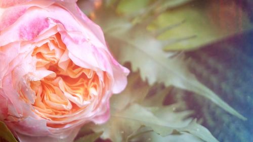 Close-up of pink rose