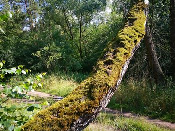 View of tree in forest