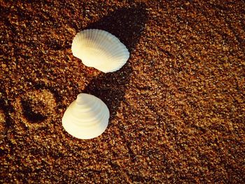 High angle view of seashells on beach