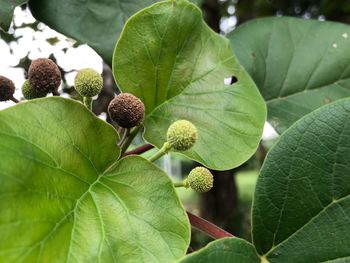 Close-up of fresh fruits on tree