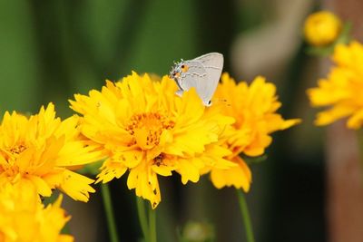 Close-up of butterfly pollinating flower