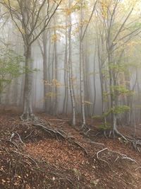 Trees in forest during foggy weather