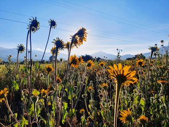 Scenic view of sunflower field against sky