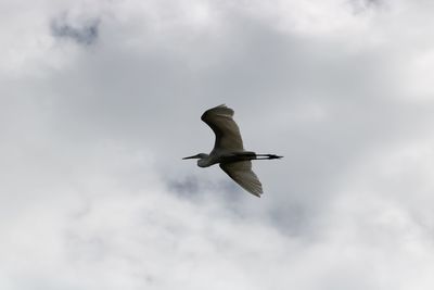 Low angle view of seagull flying against sky