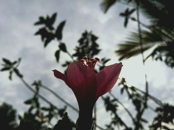 Close-up of red hibiscus blooming against sky