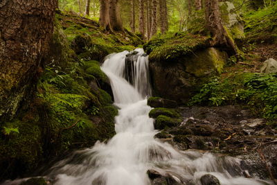 Scenic view of waterfall in forest