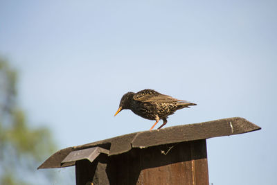 Low angle view of bird perching on wooden post