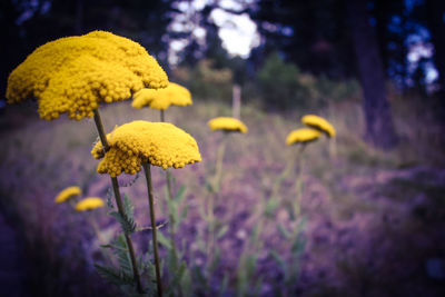 Yellow wildflowers growing on field