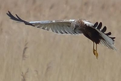 Close-up of butterfly