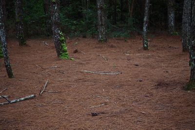 Trees growing in forest