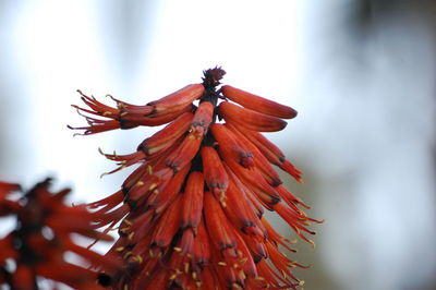 Close-up of red hibiscus against sky