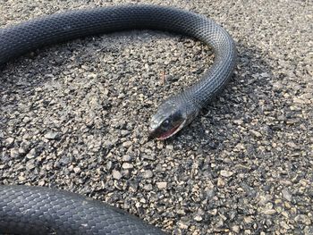 Dead snake on the asphalt 