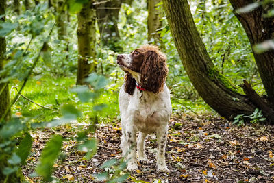 Dog sitting on tree trunk in forest