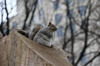 Low angle view of squirrel on tree