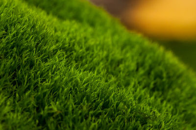 Close-up of grass