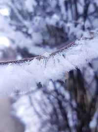 Close-up of spider web against sky during winter