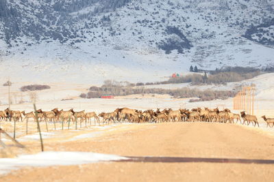 Elk jumping a fence