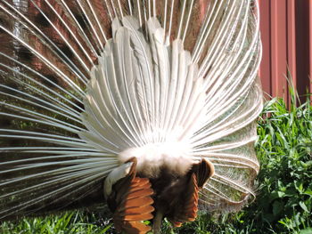 Close-up of peacock