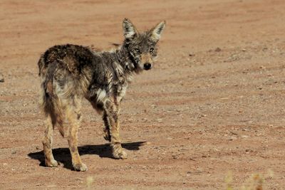 Cat standing on ground