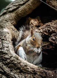 Close-up of squirrel