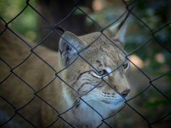 Close-up of chainlink fence