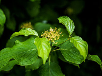 Close-up of green plant on leaf