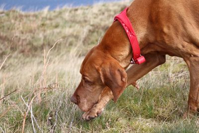 Close-up of dog on grass