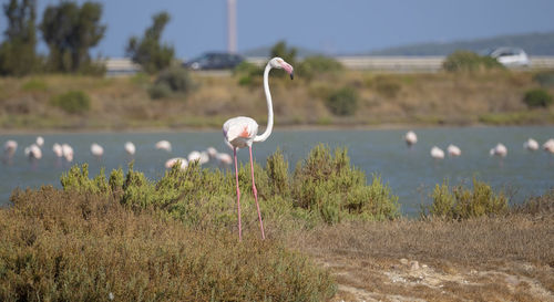 View of a bird against blurred background