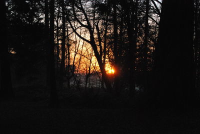 Silhouette of trees at sunset