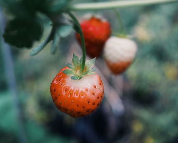 Close-up of strawberries