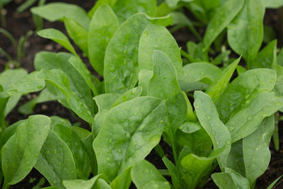 Fresh organic leaves of spinach in the garden. young shoots of spinach in the vegetable garden. 