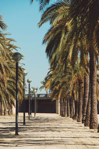 Low angle view of palm trees against clear sky