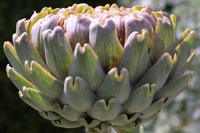 Close-up of artichoke