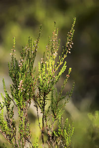 Close-up of flowering plant on field