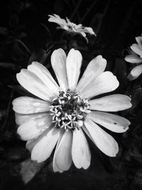 High angle view of flowering plant