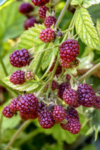 Unripe red berries of blackberry ripening on branch in garden. blackberry. close-up.