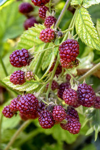 Close-up of strawberries