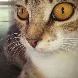 Close-up portrait of cat