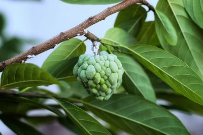 Close-up of fruits growing on tree