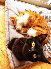 High angle view of cat sleeping on bed