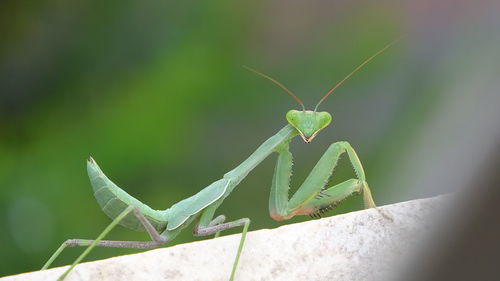 Close-up of insect on leaf