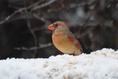 Close-up of bird perching on snow