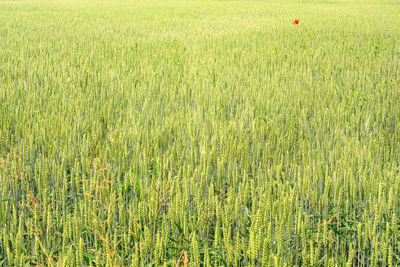 Scenic view of agricultural field