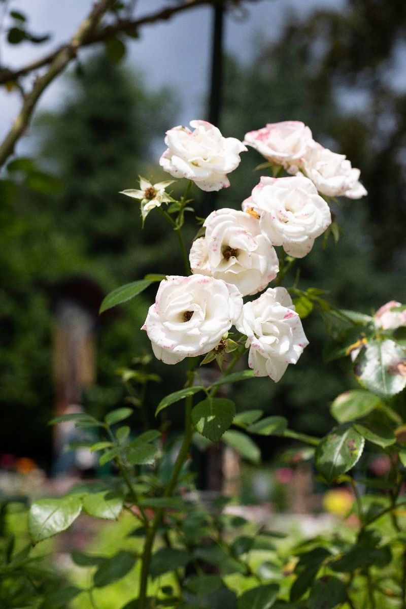 CLOSE-UP OF WHITE ROSE BOUQUET