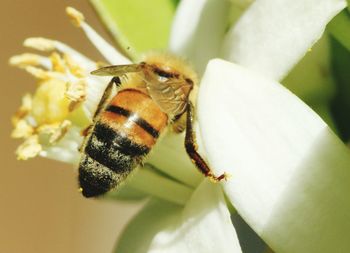 Close-up of insect on plant