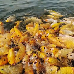 High angle view of fish swimming in sea