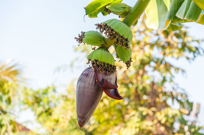 Close-up of plant hanging on tree