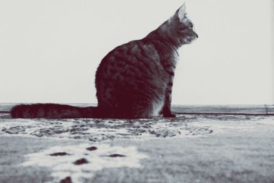 Close-up of cat sitting outdoors